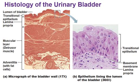 The Urinary System: Ureter and Urinary Bladder