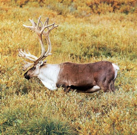 How Much Do Antlers Weigh? Unveiling The Weight Of These Majestic Appendages