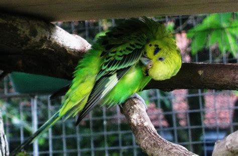 A Happy Family: Budgies Birds