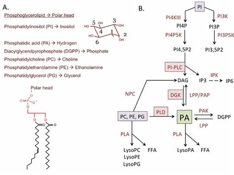 Structure of glycerophospholipids (A) and metabolic pathways generating ...