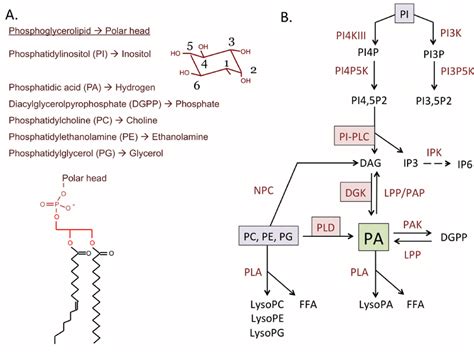 Structure of glycerophospholipids (A) and metabolic pathways generating ...