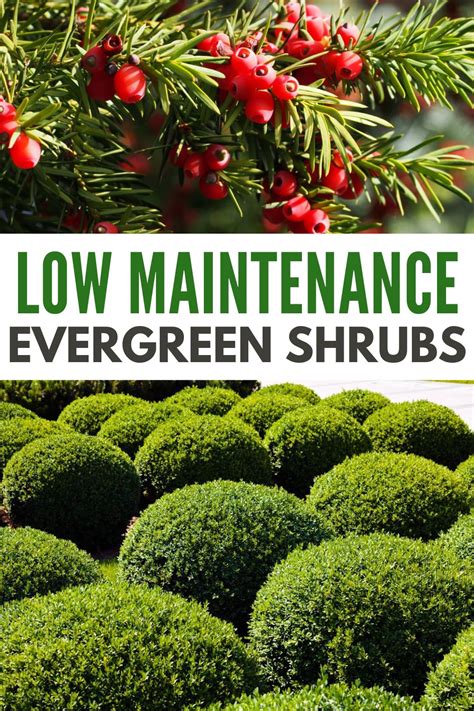 Low Maintenance Evergreen Shrubs