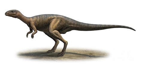 Dryosaurus Pictures & Facts - The Dinosaur Database