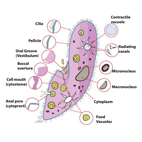 This diagram belongs to a protozoan. This organism belongs to a class ...