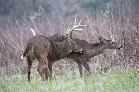 Early Fall Into the Rut – Hot Trails Scented Deer Hunting Candles and Buck Lure