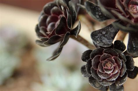 These 4 Black Succulents Are The New Green. So Grow These Black ...