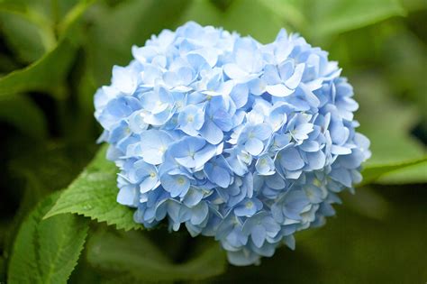 6 Tips for Growing the Most Beautiful Blue Hydrangea Blooms