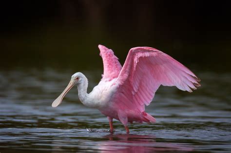 Roseate Spoonbill Ready To Fly Fine ARt Photo Print | Photos by Joseph C. Filer