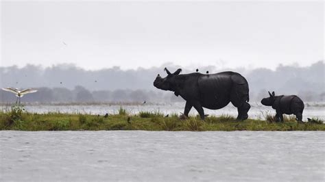 Assam floods killed 92 animals, including 7 rhinos: Environment minister Harsh Vardhan | Latest ...