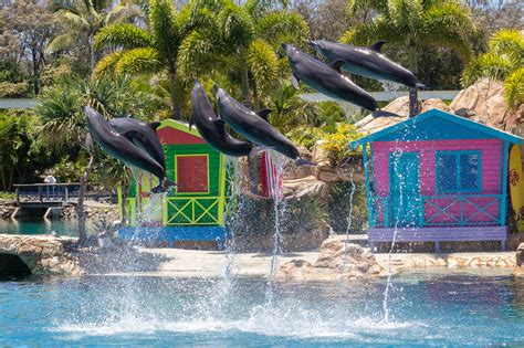 Affinity Dolphin Show - Sea World Gold Coast, Australia