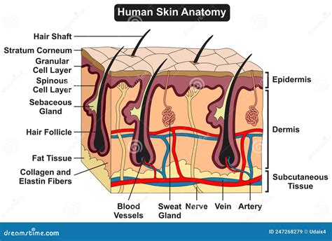 Human Skin Anatomy Structure And Parts Infographic Diagram Cartoon Vector | CartoonDealer.com ...