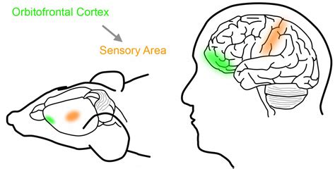 The orbitofrontal cortex. [IMAGE] | EurekAlert! Science News Releases