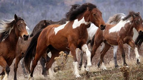 Brumby cull: Wild horses to be shot in Victoria’s Alps by Parks Victoria | The Weekly Times