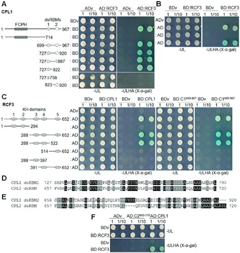 Yeast two-hybrid analysis of the interaction of CPL1 or CPL2 dsRBM with ...