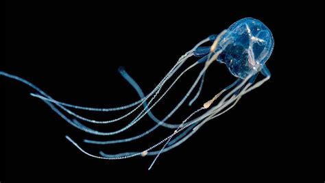 The World's Most Venomous Animal: Box jellyfish, having killed 5,567 ...