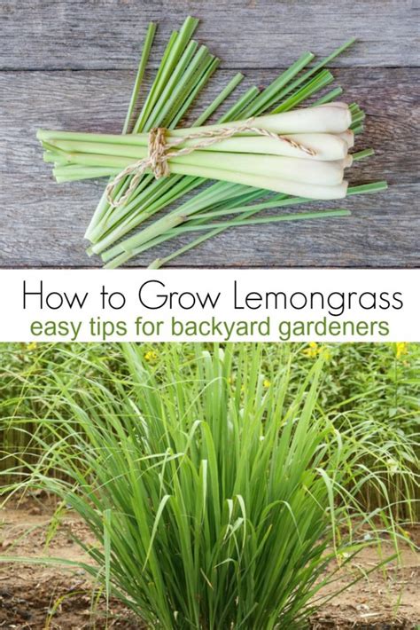 How to Grow Lemongrass - Turning the Clock Back