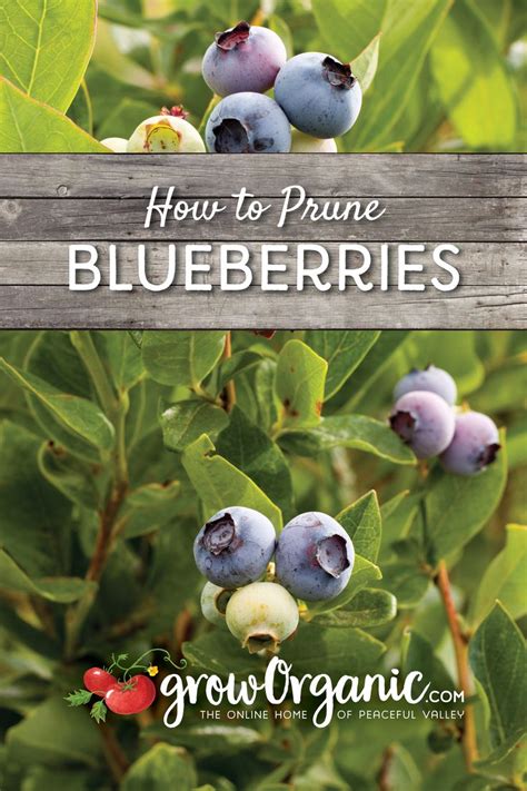 How to Prune Blueberries | Pruning blueberry bushes, Growing blueberries bushes, Growing blueberries