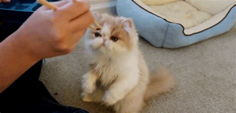 Cat Eating GIF - Find & Share on GIPHY