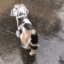 Raincoat Cat Cat Rain GIF - Raincoat Cat Cat Rain Calico - Discover & Share GIFs