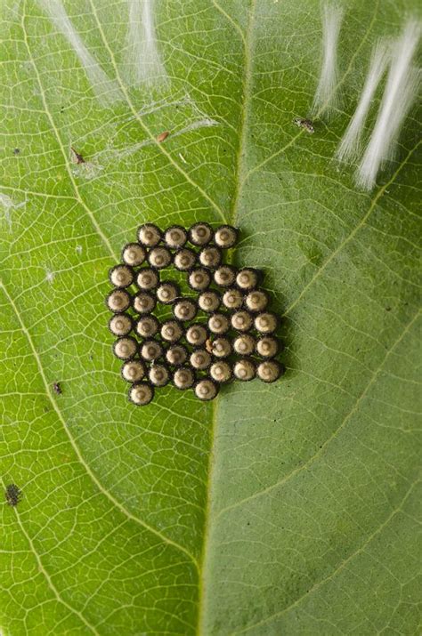 Stink bug eggs Photograph by Science Photo Library