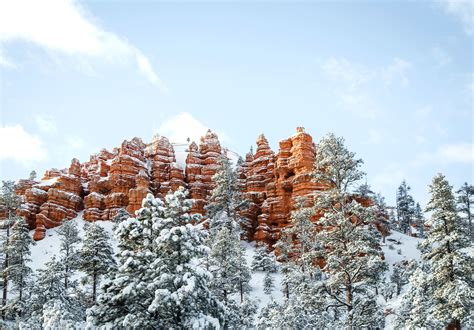 Free picture: pine tree, snow, tree, winter, wood, freezing, frost