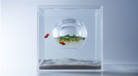 klismodesign: Fish Culture In Tank