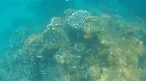 Nosy Tanikely, Plongée en Snorkeling ... - YouTube