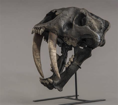 Smilodon fatalis "Saber-toothed cat" - Skull Replica in 2020 (With ...