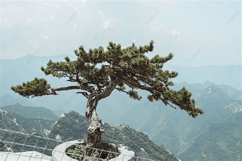 Natural Landscape During The Day Huashan Pine Trees Background, Shaanxi ...