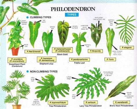 Philodendron Rio vs. Pothos: Which One is Better? - Plants Craze