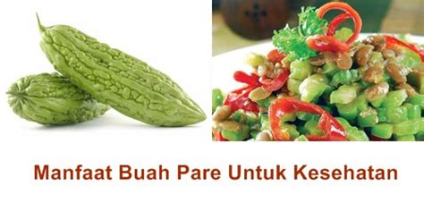 Apa Manfaat Dan Khasiat Buah Pare Untuk Kesehatan? | Aku Sehatku