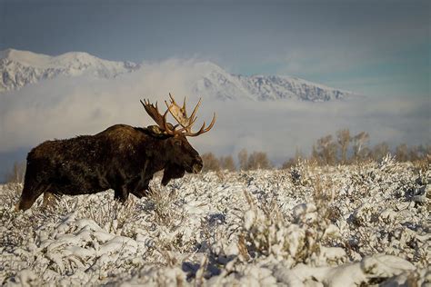 Bull Moose, Grand Teton National Park Photograph by Benjamin Dahl - Fine Art America