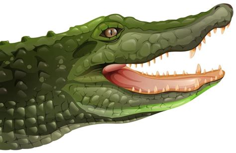 A crocodile 365709 Vector Art at Vecteezy