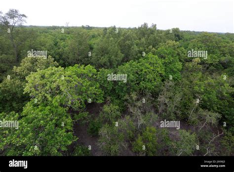 Aerial view of the Sundarbans, a UNESCO World Heritage Site and a ...