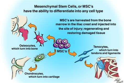 What is Stem Cell Therapy? | Physio Logic NYC