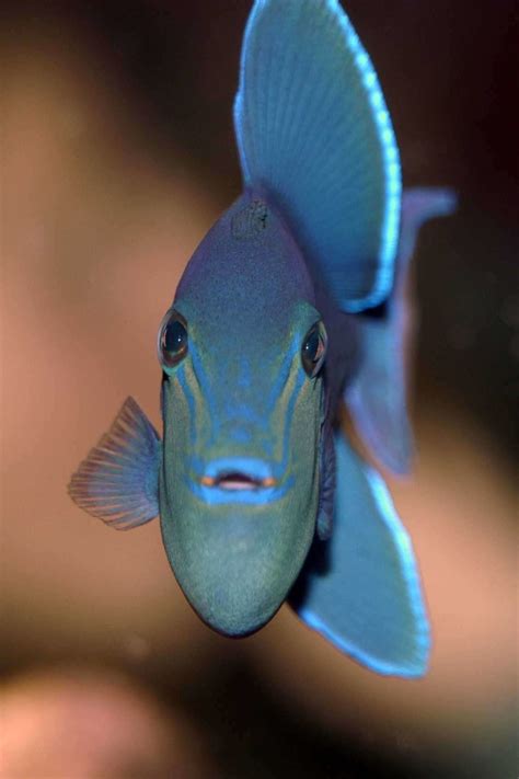 Niger Triggerfish (Odonus Niger) Photos | RateMyFishTank.com