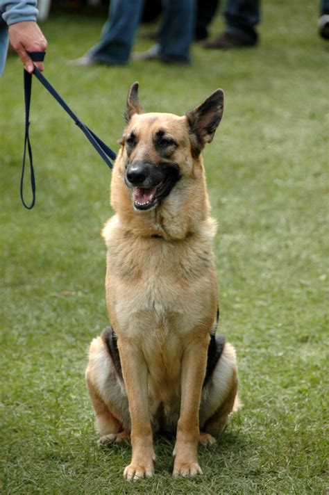 File:German Shepherd Dog sitting leash.jpg - Wikimedia Commons