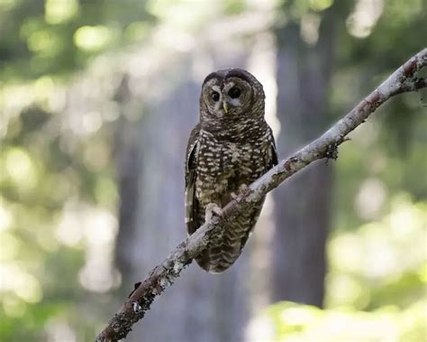 Spotted Owl - Facts, Diet, Habitat & Pictures on Animalia.bio