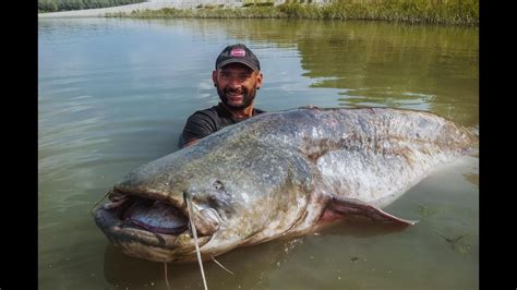 CATFISH RECORD 265 LBS CAUGHT ON CAMERA - HD by CATFISH WORLD - YouTube