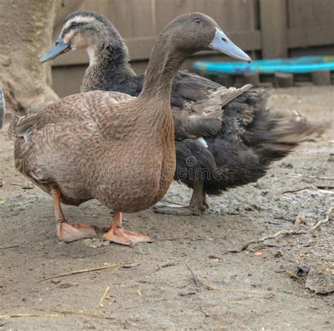 Backyard Ducks Variety Breeds Stock Image - Image of farm, variety ...