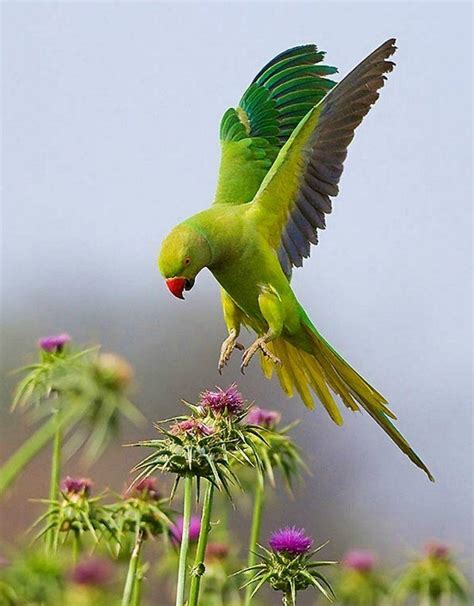 Green Parrot HD Wallpapers - Top Free Green Parrot HD Backgrounds ...