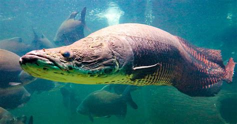 Paiche | Local Freshwater Fish From Amazonas, Peru | TasteAtlas