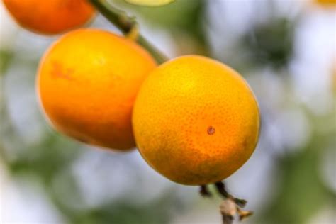 Orange picking in Florida - TOP 10 orange groves near me!