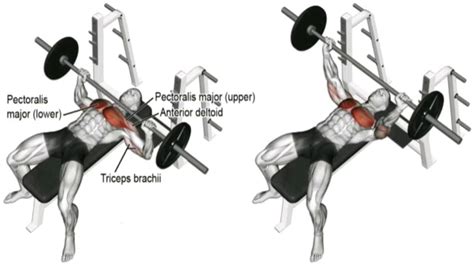 FLAT BARBELL BENCH CHEST PRESS - YouTube