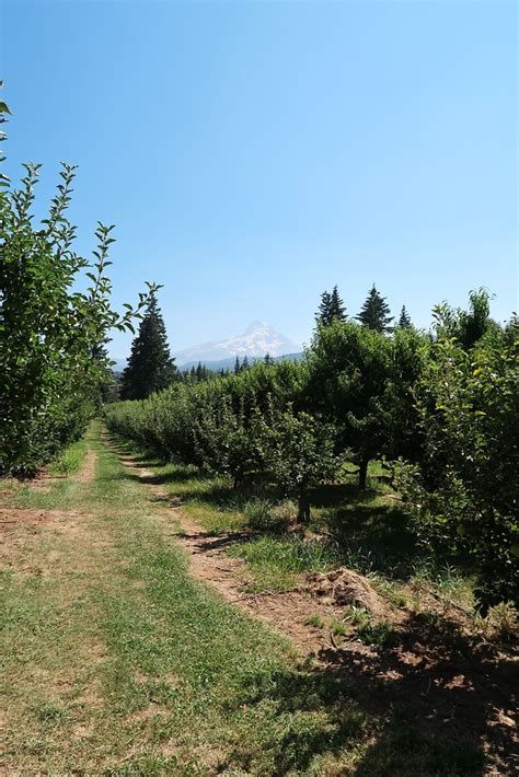 Mt. Hood Scenic Loop Day Trip - Discover Mt. Hood