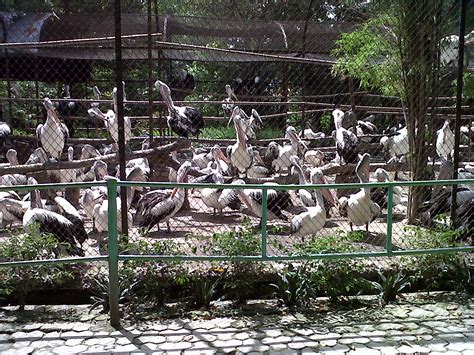 Surabaya Zoo | My Destination