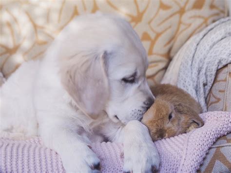 Puppy and Bunny Duo Share Unlikely, But Adorable Friendship - Our Funny Little Site