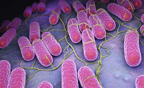 Salmonella Infection Rates Decreased in 2016, Says CDC