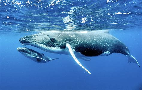 Biden Administration Approves The Protection Of 116,098 Sq. Miles Of Ocean Habitat To Save ...