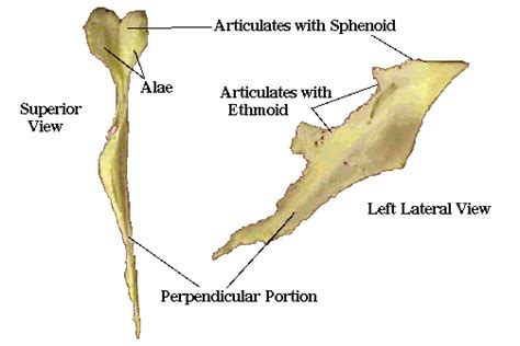 Dept of Anth: Vomer Page | Anatomy, Osteopathy, Veterinary medicine